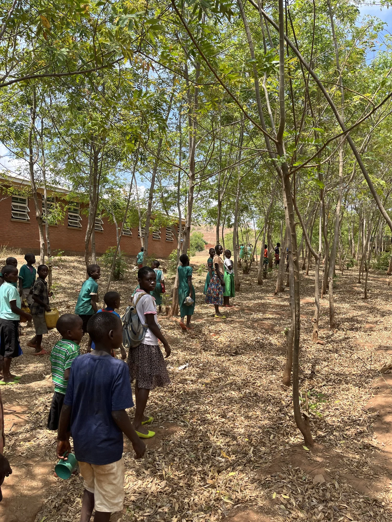 Akatien, die bereits etwas Schatten spenden können