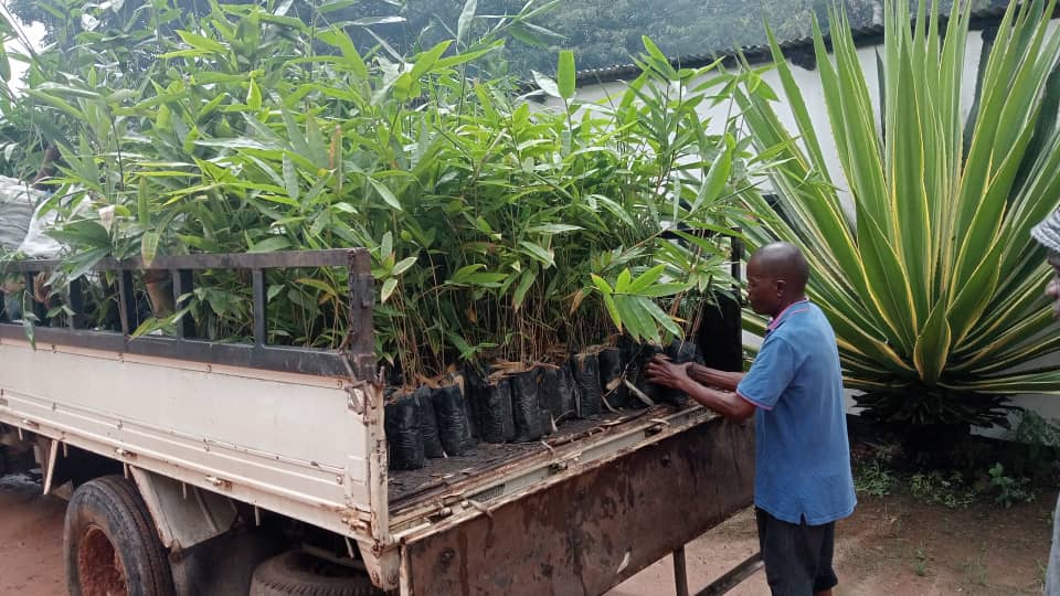 Jungpflanzen auf einem Lastwagen in Malawi